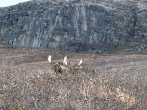 Arctic Moose Hunts with Adventure Northwest