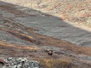 Arctic Moose Hunts with Adventure Northwest