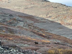 Arctic Moose Hunts with Adventure Northwest