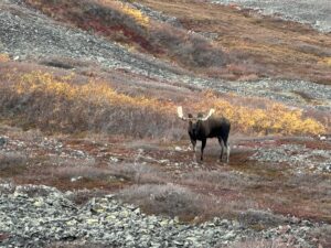 Arctic Moose Hunts with Adventure Northwest