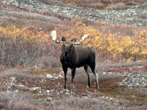 Arctic Moose Hunts with Adventure Northwest