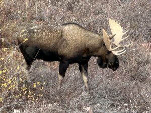Arctic Moose Hunts with Adventure Northwest