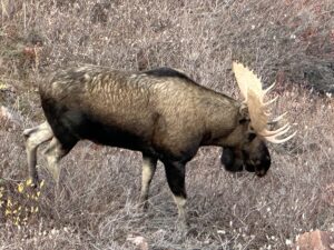 Arctic Moose Hunts with Adventure Northwest