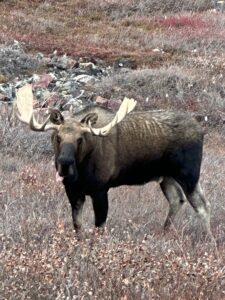 Arctic Moose Hunts with Adventure Northwest