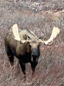 Arctic Moose Hunts with Adventure Northwest