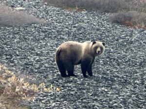 Arctic Moose Hunts with Adventure Northwest