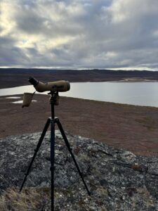 Arctic Moose Hunts with Adventure Northwest