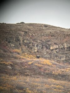 Arctic Moose Hunts with Adventure Northwest