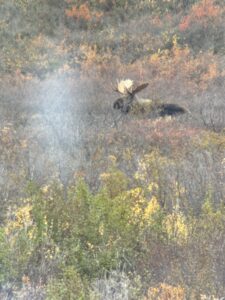 Arctic Moose Hunts with Adventure Northwest