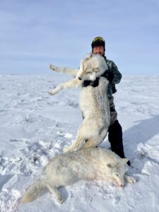 Arctic Wolf Hunts with Adventure Northwest