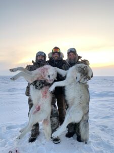 Arctic Wolf Hunts with Adventure Northwest