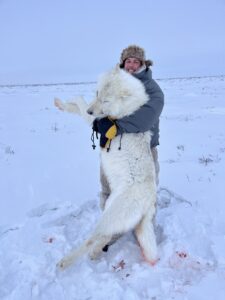 Arctic Wolf Hunts with Adventure Northwest