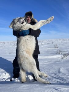 Arctic Wolf Hunts with Adventure Northwest