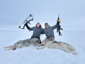 Arctic Wolf Hunts with Adventure Northwest