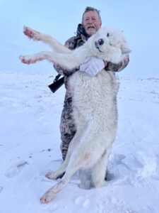 Arctic Wolf Hunts with Adventure Northwest
