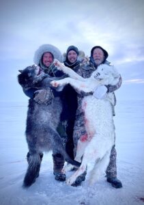 Arctic Wolf Hunts with Adventure Northwest