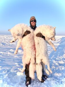 Arctic Wolf Hunts with Adventure Northwest
