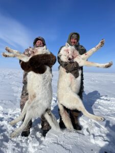 Arctic Wolf Hunts with Adventure Northwest