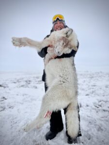 Arctic Wolf Hunts with Adventure Northwest