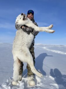 Arctic Wolf Hunts with Adventure Northwest