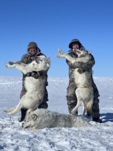 Arctic Wolf Hunts with Adventure Northwest