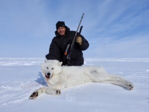 Arctic Wolf Hunts with Adventure Northwest