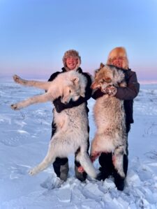 Arctic Wolf Hunts with Adventure Northwest