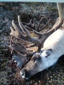 Central Canadian Barren Ground Caribou Hunt with Adventure Northwest