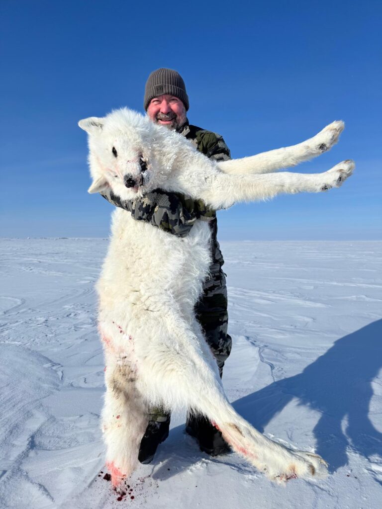 arctic wolf 3 arctic wolf 3