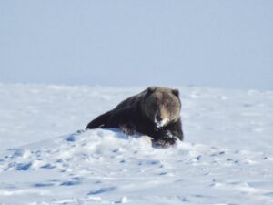 Barren Ground Grizzly Bear Hunts with Adventure Northwest