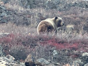 Barren Ground Grizzly Bear Hunts with Adventure Northwest