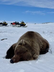 Barren Ground Grizzly Bear Hunts with Adventure Northwest