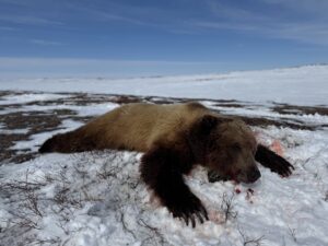 Barren Ground Grizzly Bear Hunts with Adventure Northwest