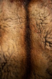 Barren Ground Grizzly Bear Hunts with Adventure Northwest