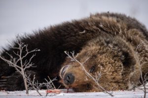 Barren Ground Grizzly Bear Hunts with Adventure Northwest