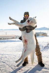 Barren Ground Grizzly Bear Hunts with Adventure Northwest
