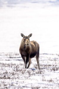 Barren Ground Grizzly Bear Hunts with Adventure Northwest
