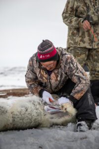 Barren Ground Grizzly Bear Hunts with Adventure Northwest