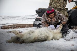 Barren Ground Grizzly Bear Hunts with Adventure Northwest