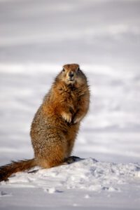 Barren Ground Grizzly Bear Hunts with Adventure Northwest