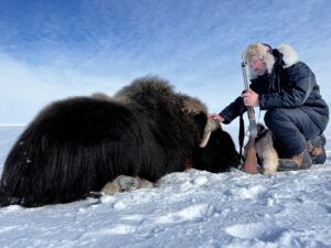 Spring Muskox Hunts with Adventure Northwest