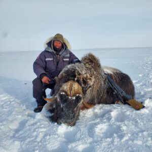 Spring Muskox Hunts with Adventure Northwest
