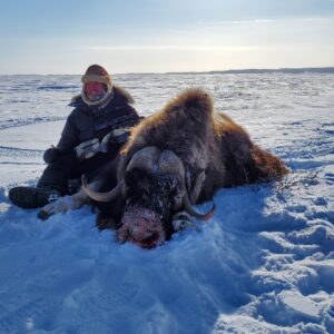Spring Muskox Hunts with Adventure Northwest