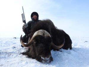 Spring Muskox Hunts with Adventure Northwest
