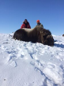 Spring Muskox Hunts with Adventure Northwest