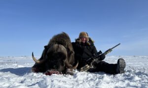 Spring Muskox Hunts with Adventure Northwest