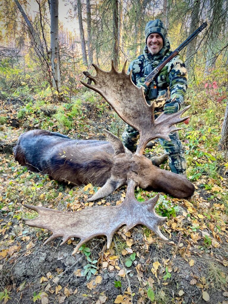 alberta moose 3 alberta moose 3