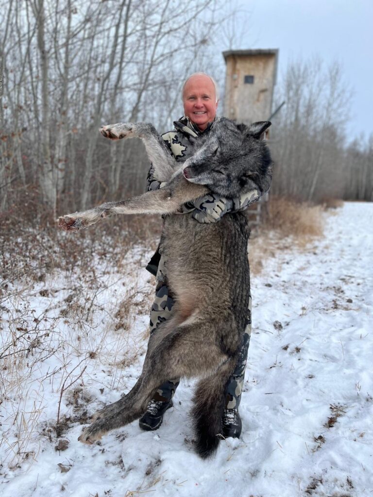 alberta wolf alberta wolf