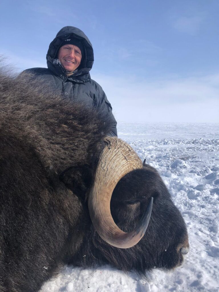 arctic island muskox arctic island muskox