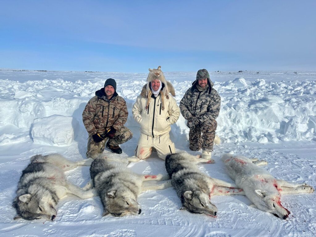 arctic wolf 2 arctic wolf 2